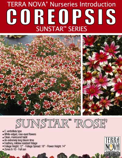 Coreopsis SUNSTAR™ 'Rose' - Product Profile