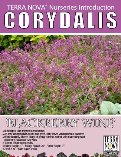 Corydalis 'Blackberry Wine' - Product Profile
