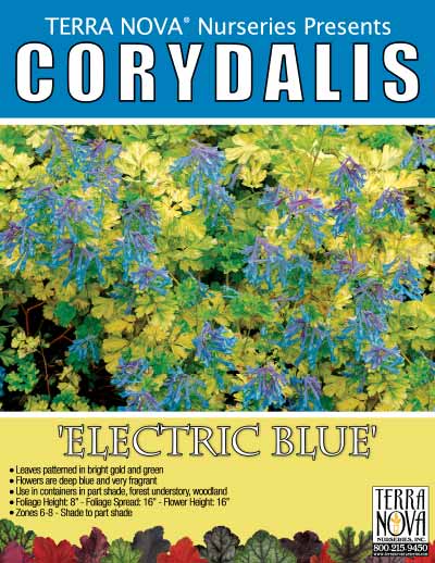 Corydalis 'Electric Blue' - Product Profile
