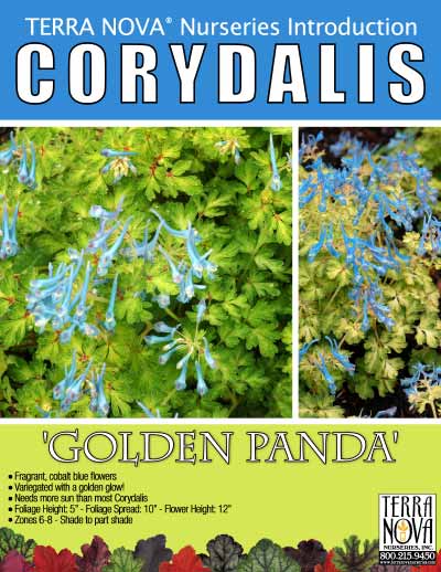 Corydalis 'Golden Panda' - Product Profile