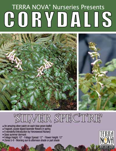 Corydalis 'Silver Spectre' - Product Profile
