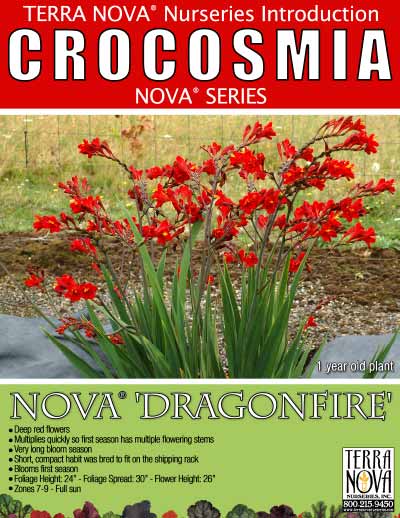 Crocosmia NOVA™ DRAGONFIRE - Product Profile
