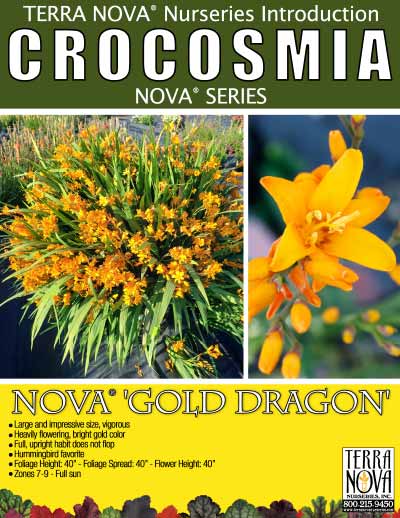 Crocosmia NOVA™ 'Gold Dragon' - Product Profile