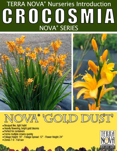 Crocosmia NOVA® 'Gold Dust' - Product Profile