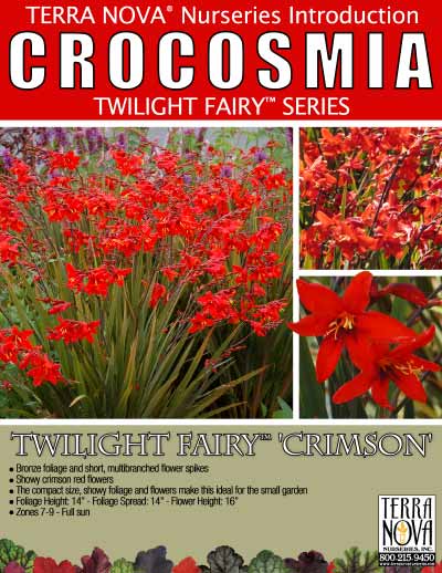 Crocosmia TWILIGHT FAIRY™ Crimson - Product Profile