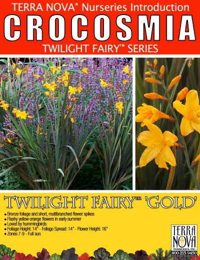 Crocosmia TWILIGHT FAIRY™ Gold - Product Profile