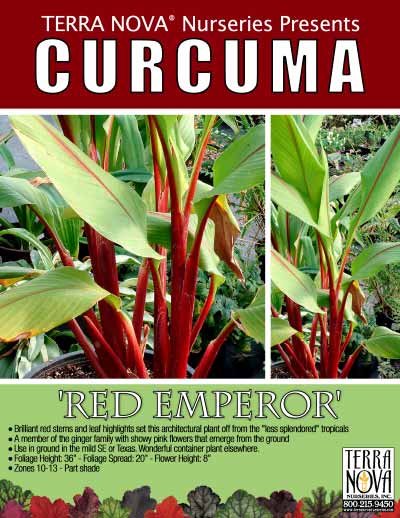 Curcuma 'Red Emperor' - Product Profile