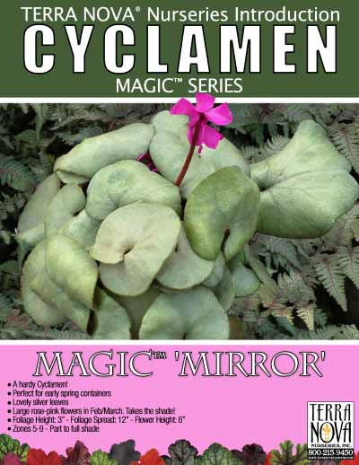 Cyclamen MAGIC™ 'Mirror' - Product Profile