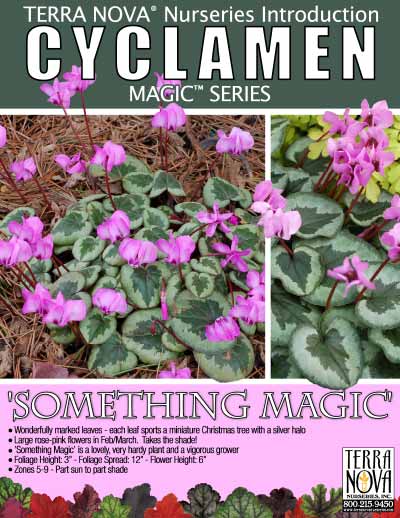 Cyclamen 'Something Magic' - Product Profile