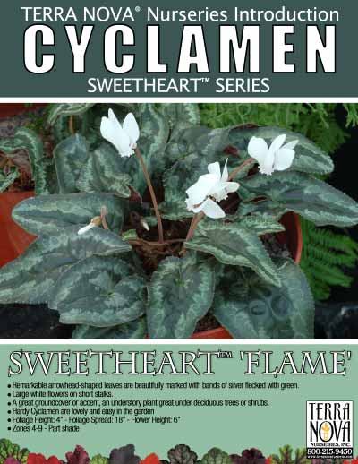 Cyclamen SWEETHEART™ 'Flame' - Product Profile