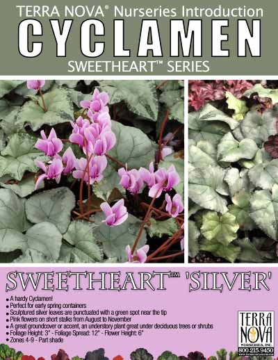 Cyclamen SWEETHEART™ 'Silver' - Product Profile
