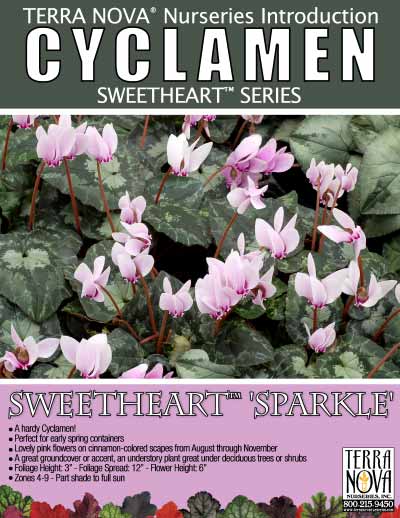 Cyclamen SWEETHEART™ 'Sparkle' - Product Profile