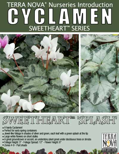 Cyclamen SWEETHEART™ 'Splash' - Product Profile