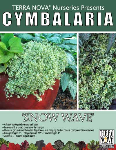 Cymbalaria 'Snow Wave' - Product Profile