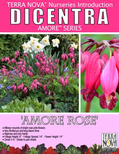 Dicentra 'Amore Rose' - Product Profile
