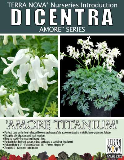 Dicentra AMORE™ 'Titanium' - Product Profile