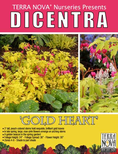 Dicentra 'Gold Heart' - Product Profile