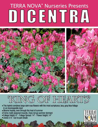 Dicentra 'King of Hearts' - Product Profile