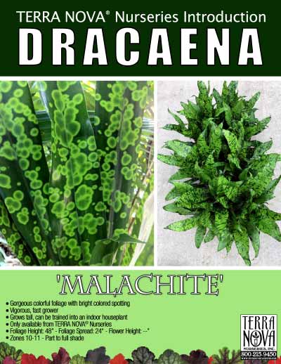 Dracaena 'Malachite' - Product Profile