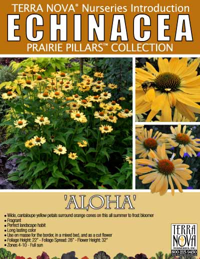 Echinacea 'Aloha' - Product Profile