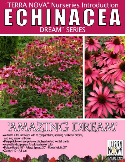 Echinacea 'Amazing Dream' - Product Profile