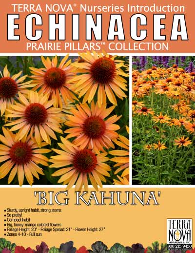 Echinacea 'Big Kahuna' - Product Profile