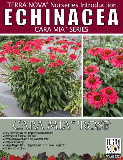Echinacea CARA MIA™ 'Rose' - Product Profile