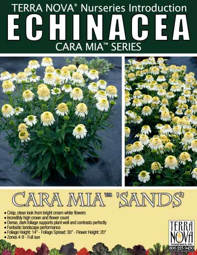 Echinacea CARA MIA™ 'Sands' - Product Profile