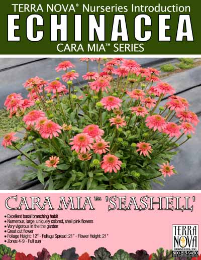Echinacea CARA MIA™ 'Seashell' - Product Profile