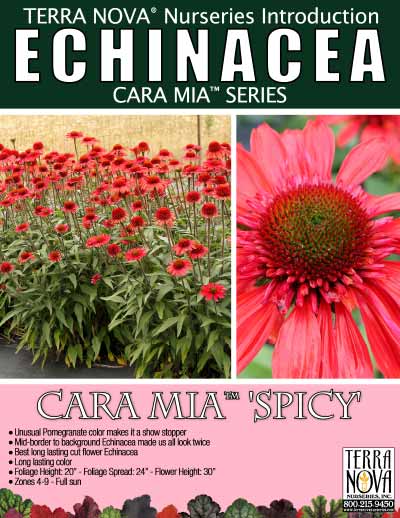 Echinacea CARA MIA™ 'Spicy' - Product Profile