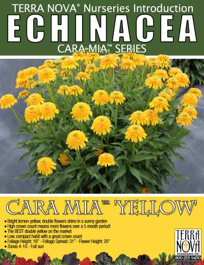 Echinacea CARA MIA™ 'Yellow' - Product Profile