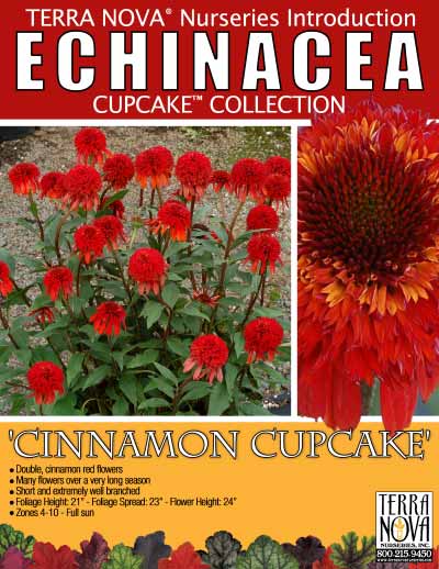 Echinacea 'Cinnamon Cupcake' - Product Profile