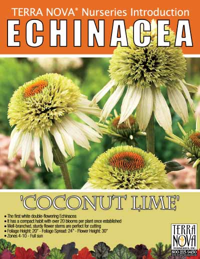 Echinacea 'Coconut Lime' - Product Profile