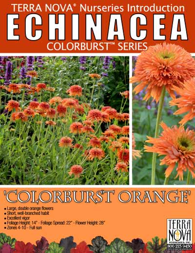 Echinacea 'Colorburst Orange' - Product Profile