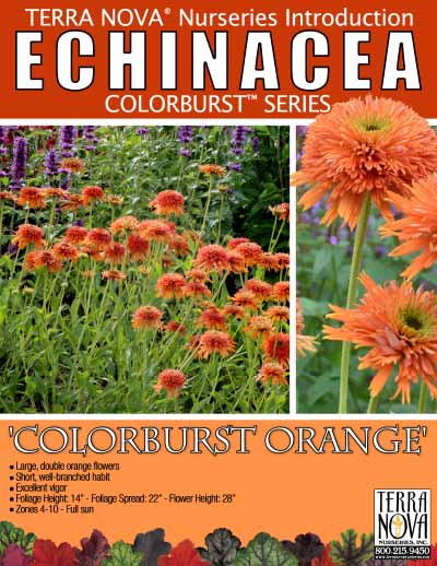 Echinacea 'Colorburst Orange' - Product Profile
