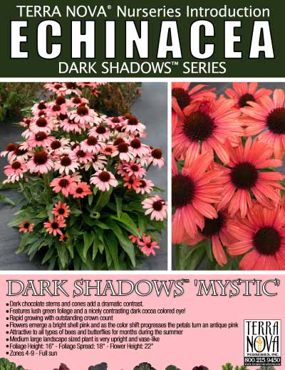 Echinacea DARK SHADOWS™ 'Mystic' - Product Profile