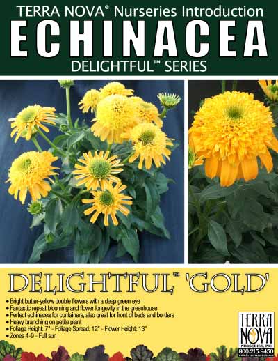 Echinacea DELIGHTFUL™ 'Gold' - Product Profile