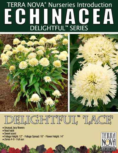 Echinacea DELIGHTFUL™ 'Lace' - Product Profile