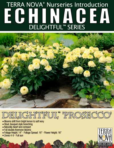 Echinacea DELIGHTFUL™ 'Prosecco' - Product Profile