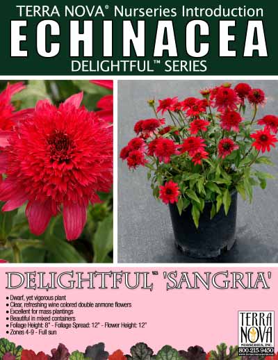 Echinacea DELIGHTFUL™ 'Sangria' - Product Profile