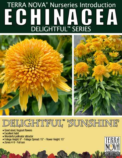 Echinacea DELIGHTFUL™ 'Sunshine' - Product Profile