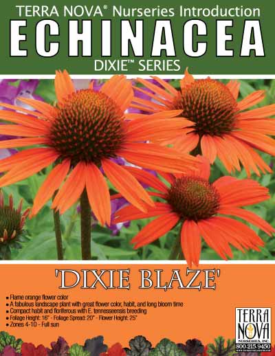 Echinacea 'Dixie Blaze' - Product Profile