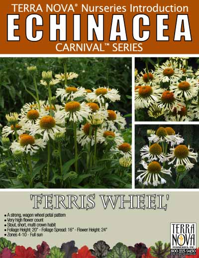 Echinacea 'Ferris Wheel' - Product Profile