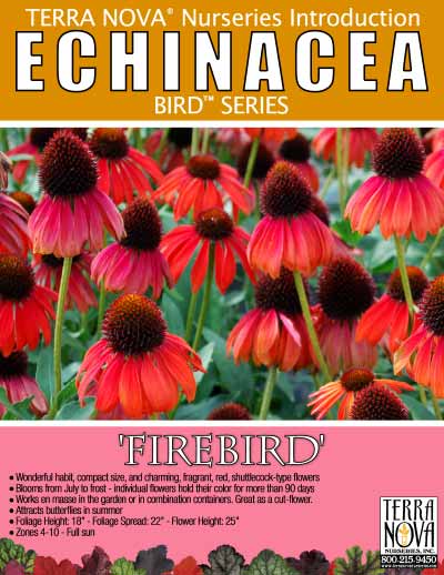 Echinacea 'Firebird' - Product Profile