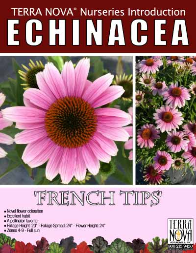 Echinacea 'French Tips' - Product Profile