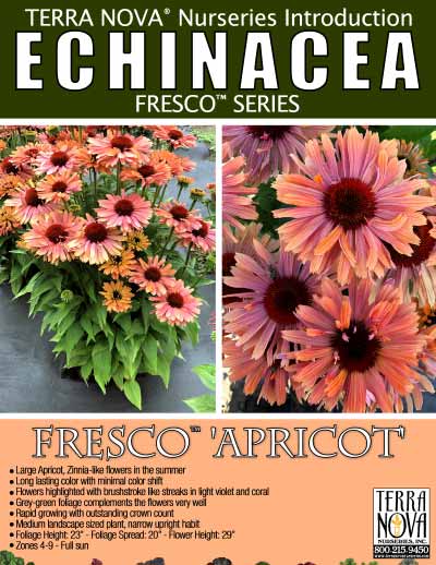 Echinacea FRESCO™ 'Apricot' - Product Profile