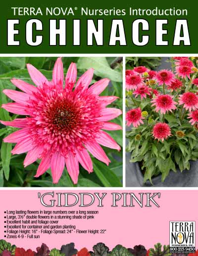 Echinacea 'Giddy Pink' - Product Profile