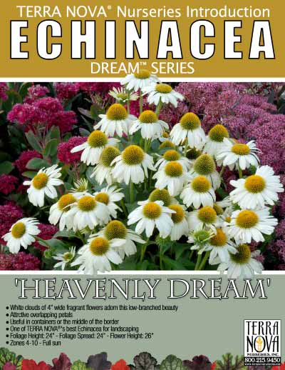 Echinacea 'Heavenly Dream' - Product Profile