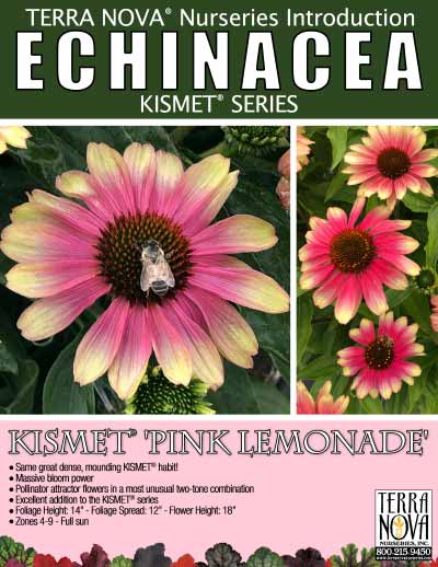 Echinacea KISMET® 'Pink Lemonade' - Product Profile