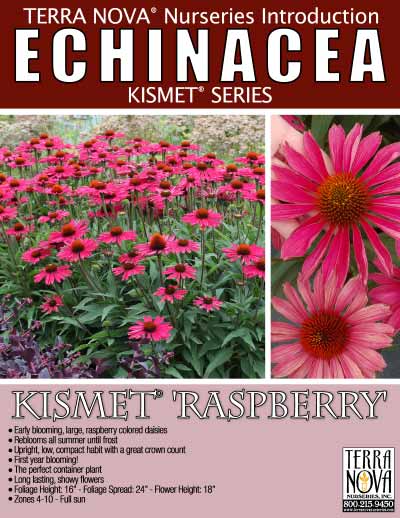 Echinacea KISMET® 'Raspberry' - Product Profile